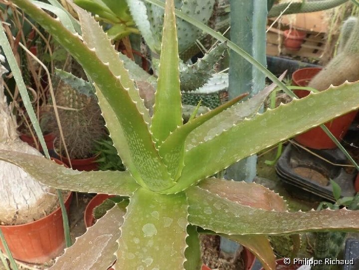 Aloe leptosiphon © Philippe Richaud